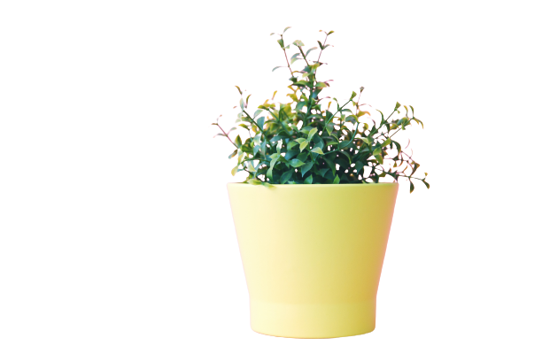 Flower Pot